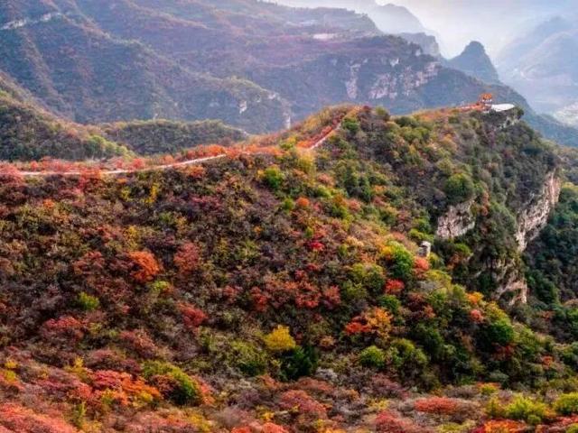 待天晴，看洛阳漫山姹紫嫣红→