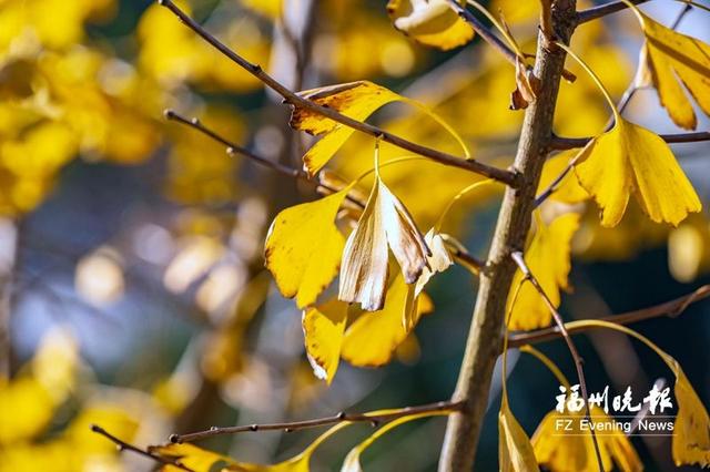 醉美秋色！福州鼓岭迎来“颜值巅峰”期！