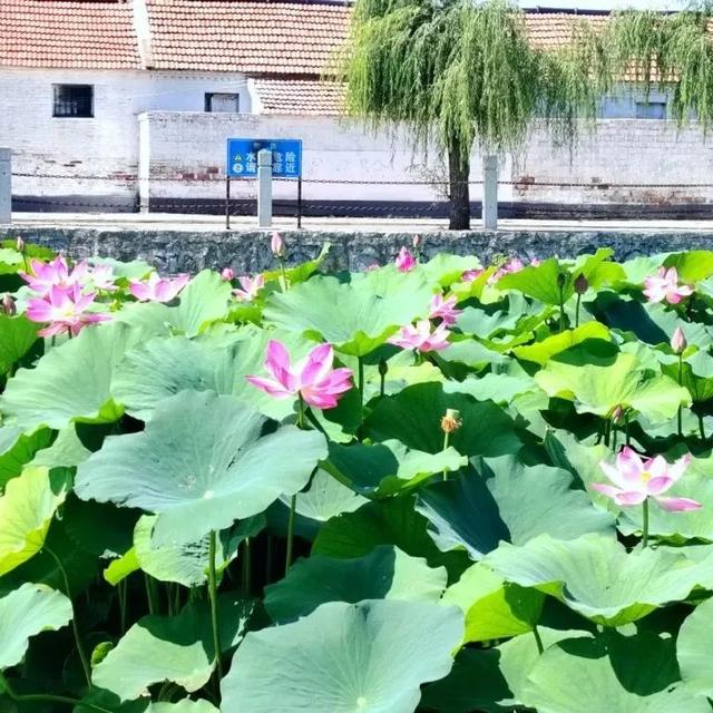 City walk！坊子 “荷”你相约～