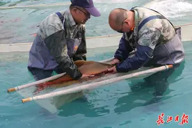 这种鱼很“珍贵”，武汉今年人工孵化100万尾图片