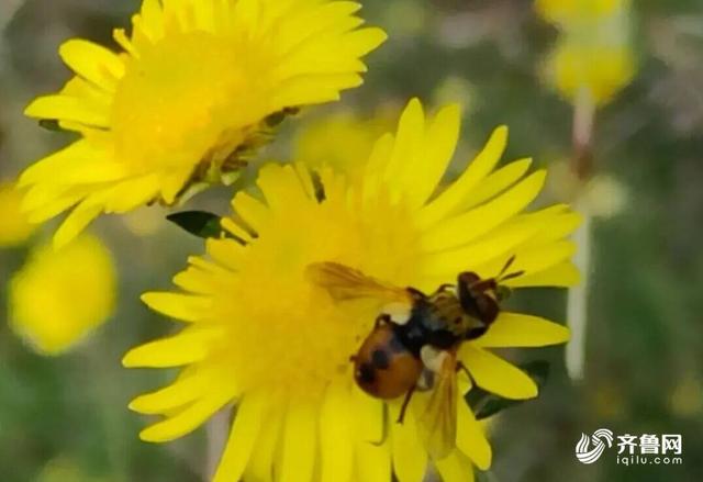 组图丨一大波美图来袭！泰山景区9个赏秋地超出片