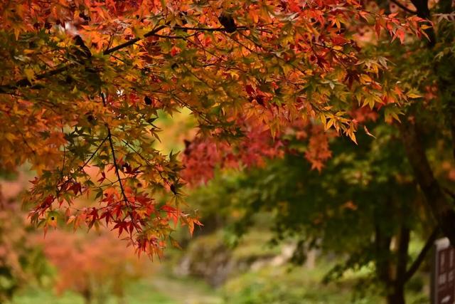 来宣恩矅天眼，看万山红遍，层林尽染！