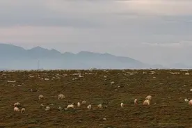 秦岭羚牛群现身太白山高山区图片
