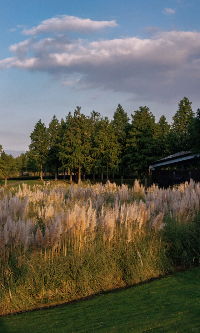 上海竟然藏了一片长满粉黛与芦苇的免费小众仙境！还有水杉渐红→