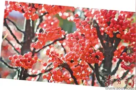 人间烟火    陆丰年味图片