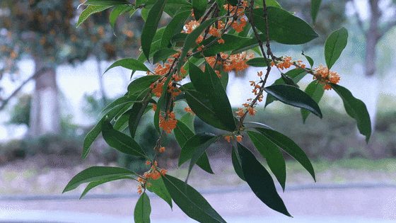 点 击 ↑ 看莲都的秋天