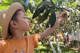 初夏“枇”里“杷”啦 玉贤中心幼儿园萌娃采摘忙图片
