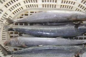 这种‘鱼中极品’上船即死，一条卖近千元，至今未实现大面积养殖图片