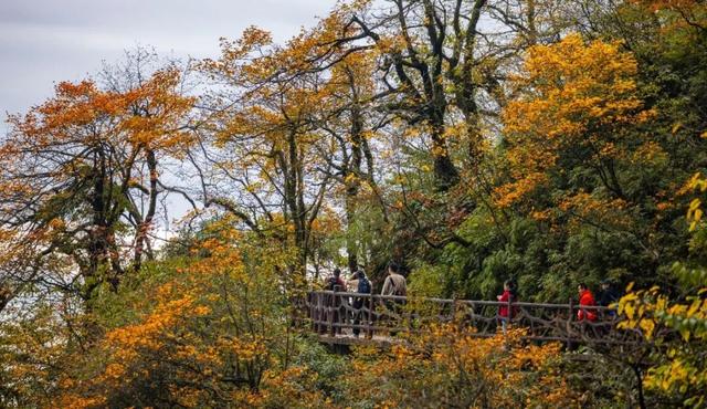 突破百万！瓦屋山【百万锦鲤】宠粉福利，11月30日揭晓这份专属幸运～