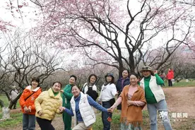 杭州超山呈现“十里梅花香雪海”美景图片