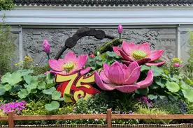 400余个品种荷花将亮相古猗园，上海荷花睡莲展本周六开幕图片