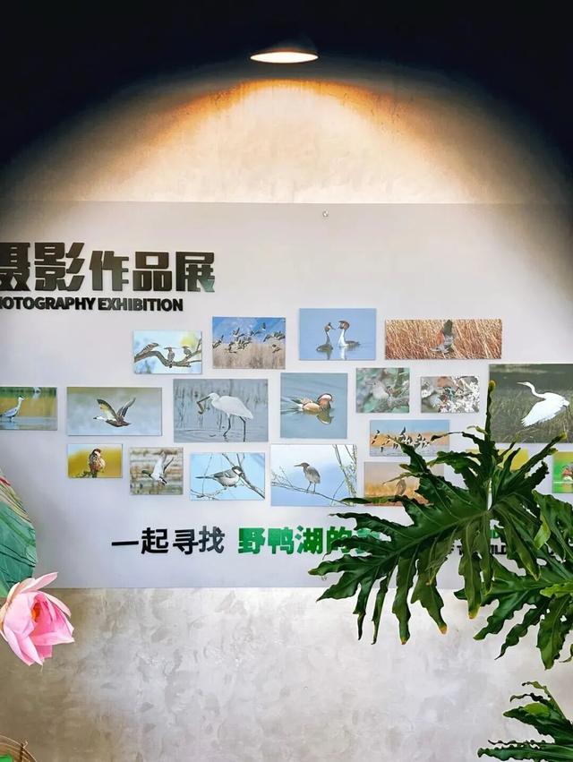 万鸟齐舞！北京这里成“候鸟天堂”，还有专属礼遇——