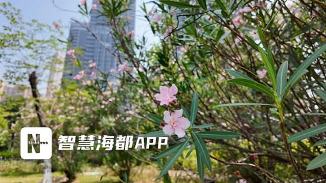 2.5公里慢道 邂逅“绿野秘境”！泉州丰泽魁屿公园成新晋“网红地”