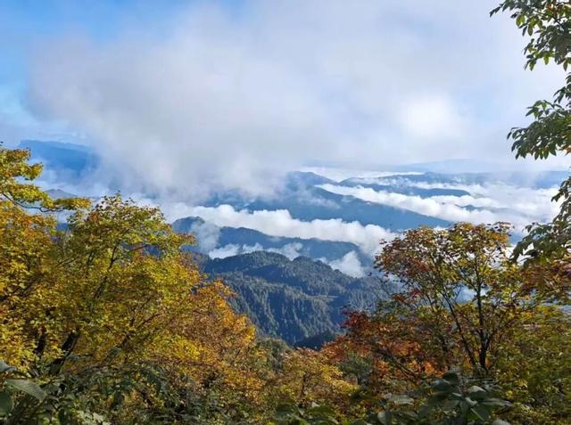 今日实拍‼️瓦屋山秋日彩林美疯啦~