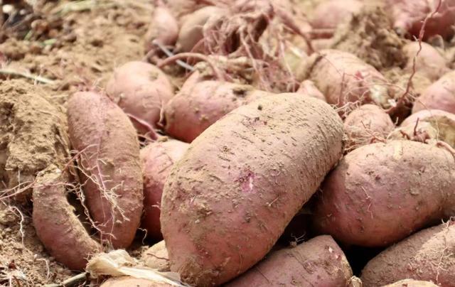 今日立冬！三个仪式解锁肥城初冬的终极浪漫！