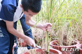 低镉水稻种得咋样，博士进校讲“稻”理图片