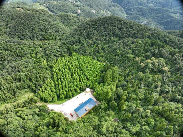 保康县：绿遍山原 林翠满川