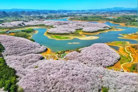 贵安樱花预计3月下旬陆续盛开！（附玩法、路线攻略→）图片