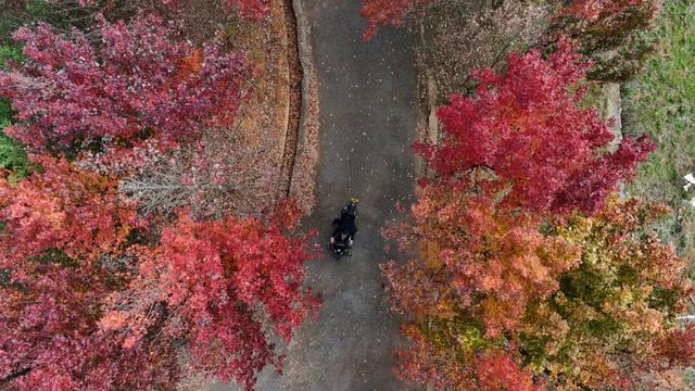石林万家欢蓝莓庄园“枫”景正好