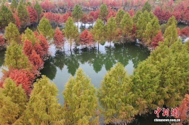 重庆开州汉丰湖国家湿地公园水中彩林美如画