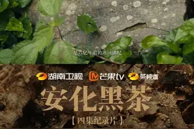 纪录片安化黑茶 ：用六亿年前的石头种黑茶图片