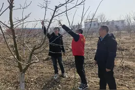 安徽五河大新镇：春来桃园农事忙 静待甜蜜丰收季图片