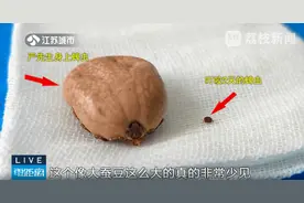 ​“破裂的黑痣”竟然会动！巨无霸蜱虫吸血二十余天！图片