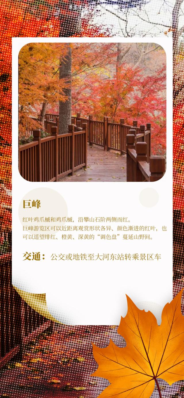 AI长图站｜青岛“枫”景上线！跟着地图，探寻“红叶秘境”