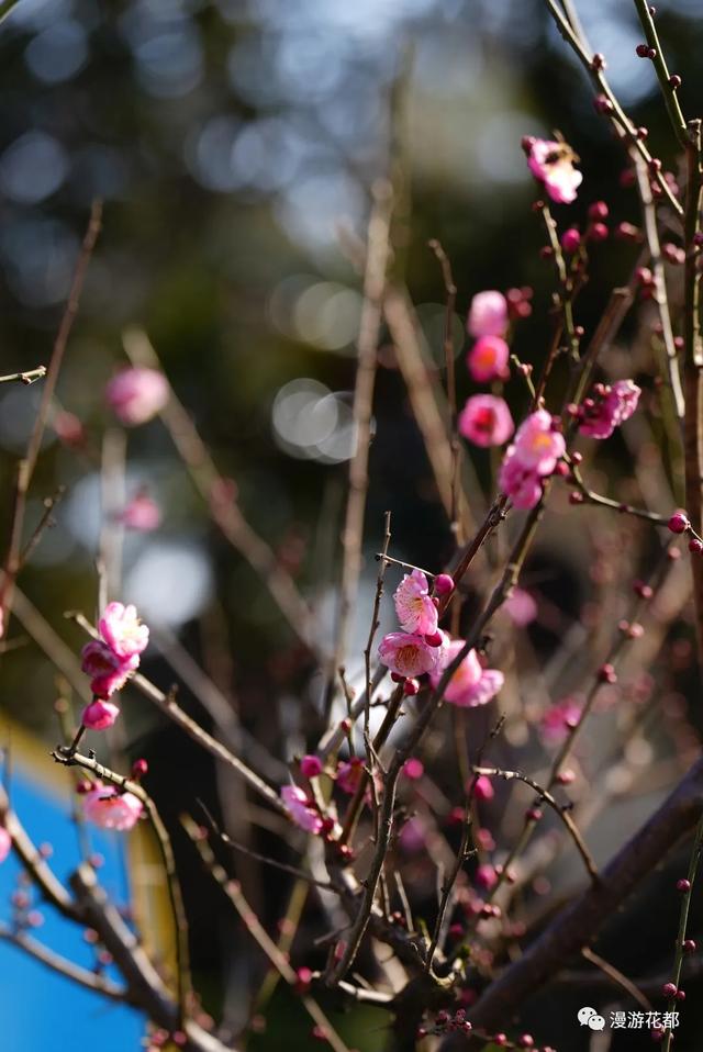 冬樱花、梅花、郁金香、虞美人......昆明最全赏花攻略请查收