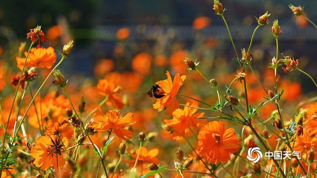 北京北海公园硫华菊盛开 汇成金色花海