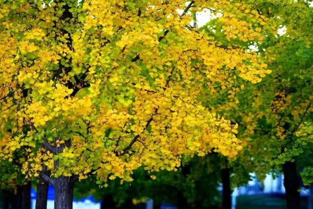 总是会反复爱上潍坊的秋天！