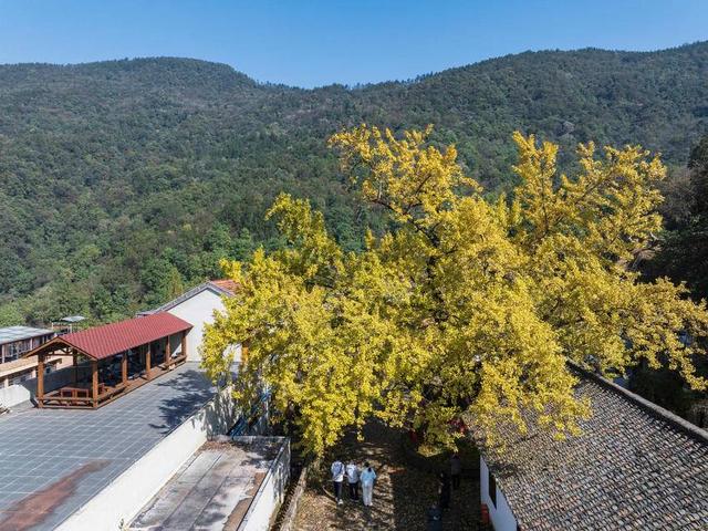 保康：千年银杏披“金甲” 绚烂秋色醉游人