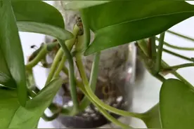 注意！这些植物有毒，网友：养了这么多年才知道图片