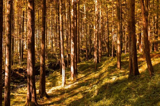 醴陵出发1日游天花板！秋景温泉全搞定！