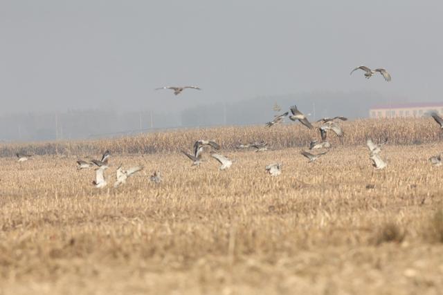 鸟眼里的5A级景区！候鸟迁徙大军又来河南过“寒假”