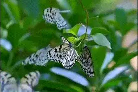 奇观！上亿蝴蝶漫天飞舞图片