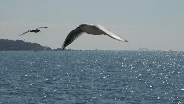从白翼精灵到航海史诗！青岛秋冬限定浪漫一起来get吧~