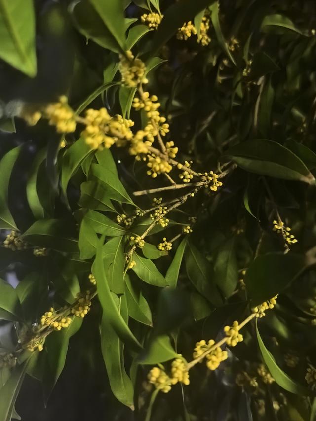 晚潮｜苏堤夜月与钱祠香雨