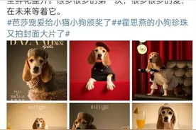 杜江霍思燕夫妇收养的实验犬“珍珠”获年度和平精神奖图片