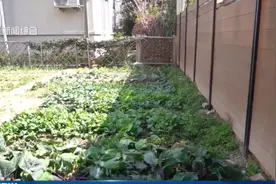 上海有小区出现土拨鼠，紧急提醒：不要摸，不要碰！图片