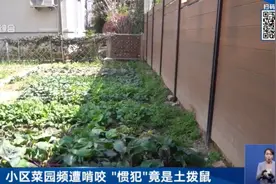 上海有小区出现土拨鼠，紧急提醒：不要摸，不要碰！图片