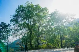十堰这个村里发现古树群，最小也有100多岁图片