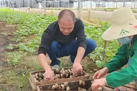 （乡村行·看振兴）江西吉安：乡村“梦想家”奏响蜗牛养殖“共富曲”图片