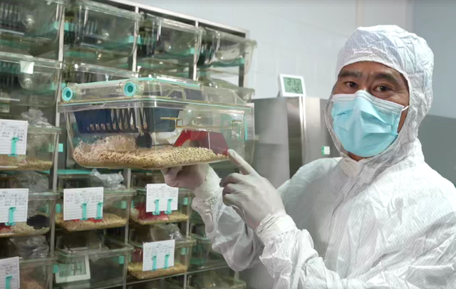 承载大期待！4只小鼠开启太空之旅