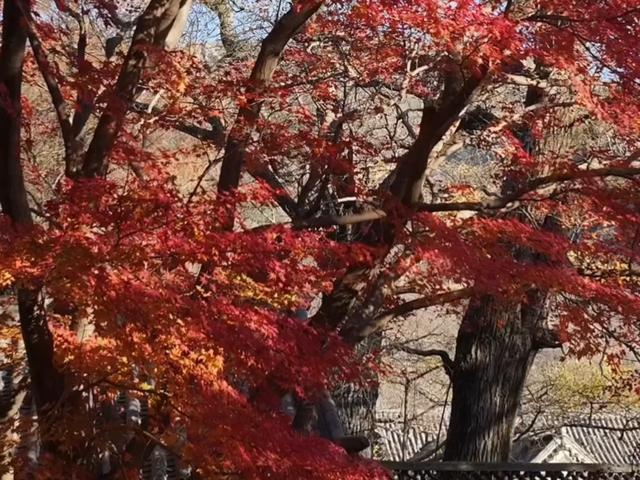 这美景谁顶得住！青岛12月藏着个“反季节”红枫秘境，错过再等一年……