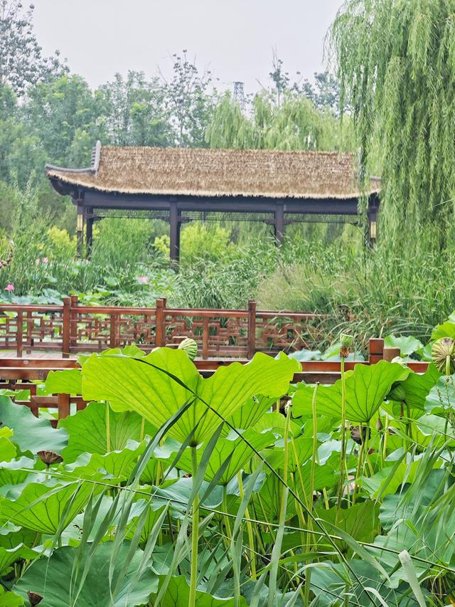 雨洗新荷！崔家窑湿地公园秒变莫奈花园