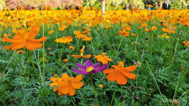免费看！5000㎡花海、300余种菊花，深圳东湖菊展来了