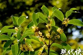 秋分秋雨秋意浓，又到了桂香四溢的季节图片