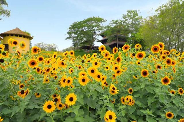 免费！优惠！明天来南宁，过重阳不“重”样！