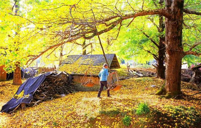 千年银杏韵，金黄满地诗，金色海洋游玩攻略来了！